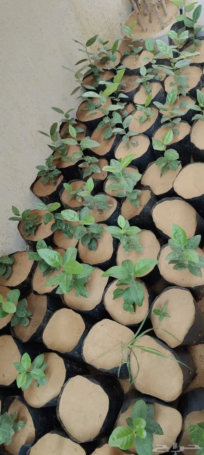 شتلات شجرة الضبر ( كمية محدودة ) 1