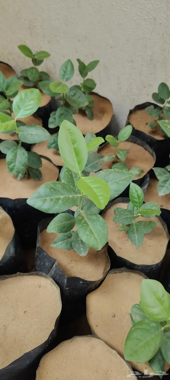 شتلات شجرة الضبر ( كمية محدودة ) 0