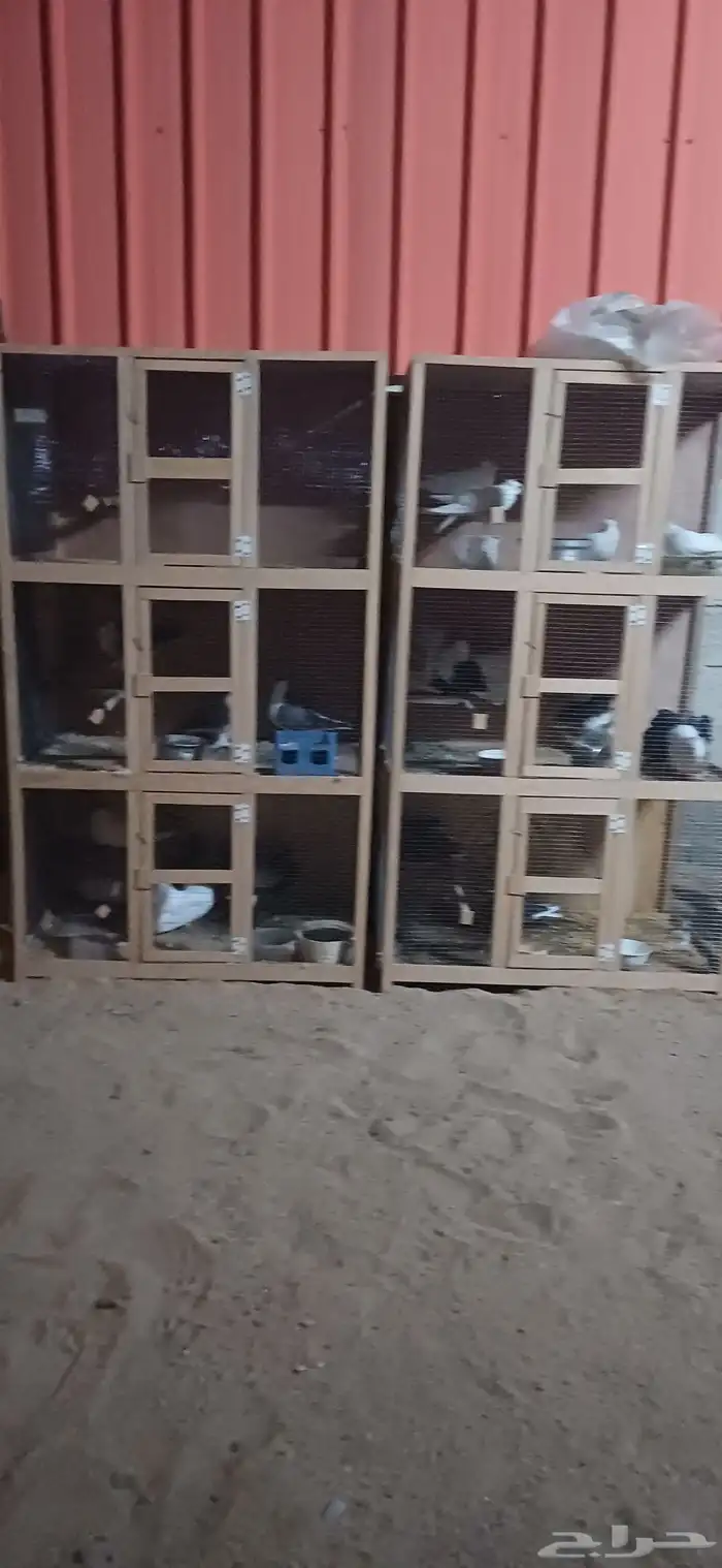 9 اجواز مشكله قطيفي وتركي وسراجين ورقاص وشمسي وهزاز مع اثنين 0