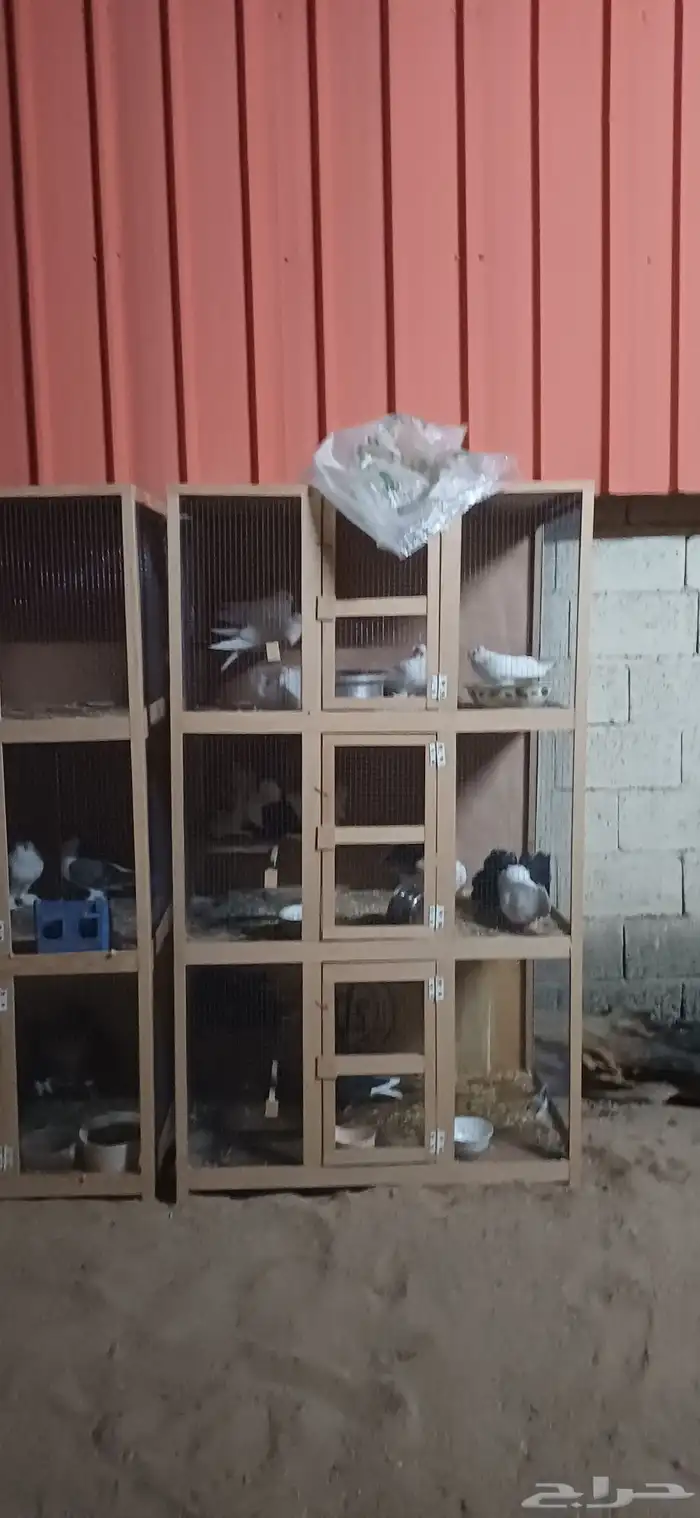 9 اجواز مشكله قطيفي وتركي وسراجين ورقاص وشمسي وهزاز مع اثنين 2