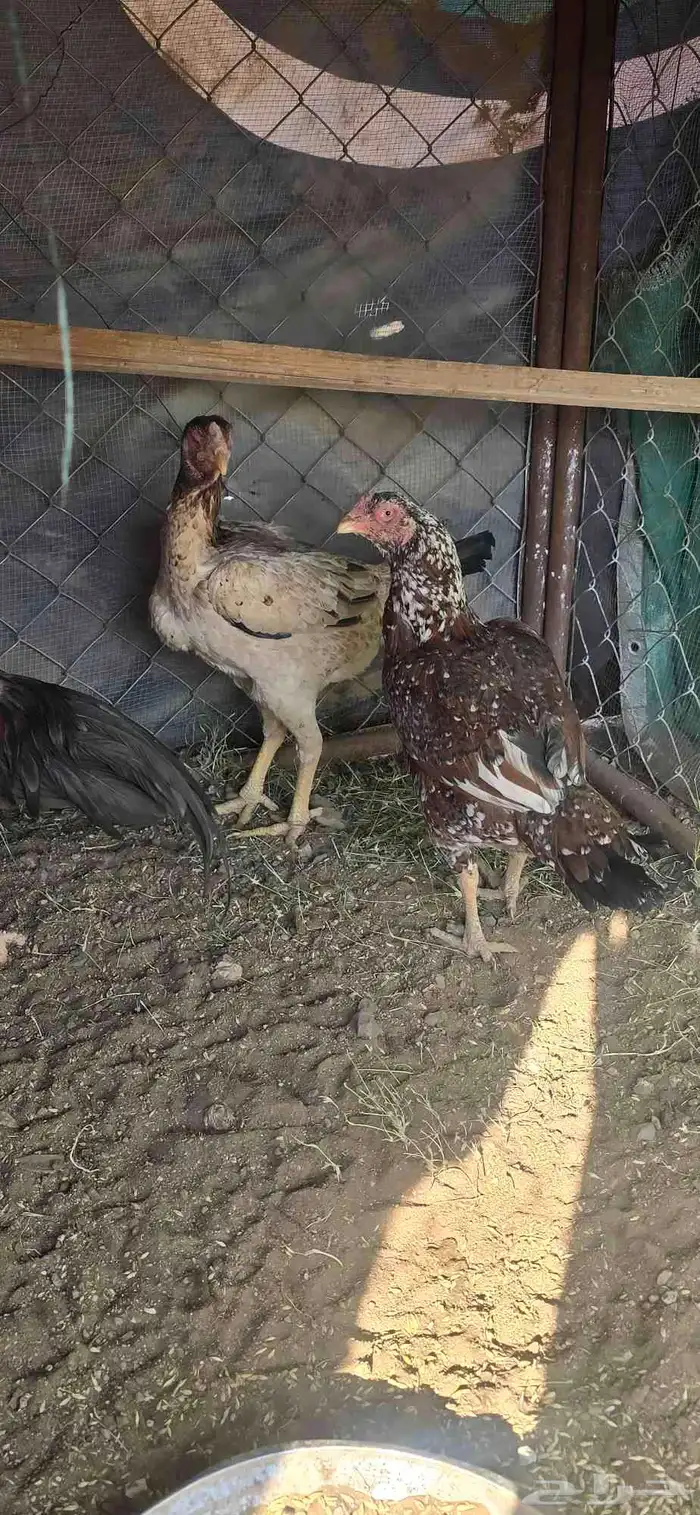 دجاج باكستاني 2