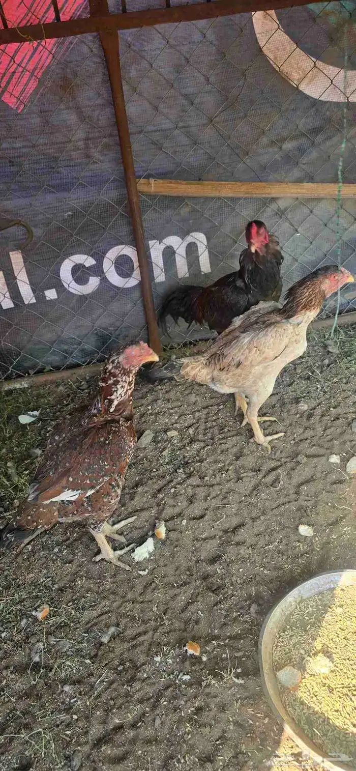 دجاج باكستاني 3