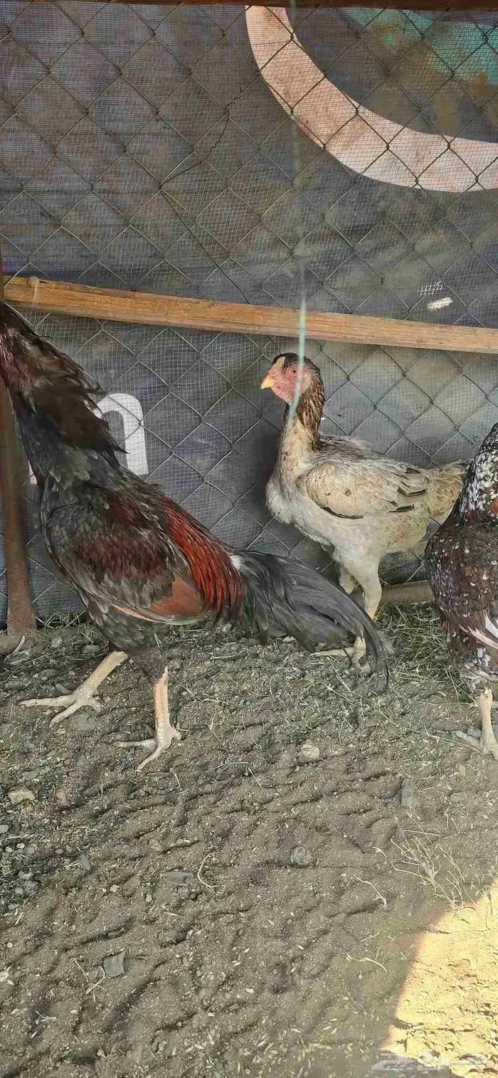 دجاج باكستاني 1