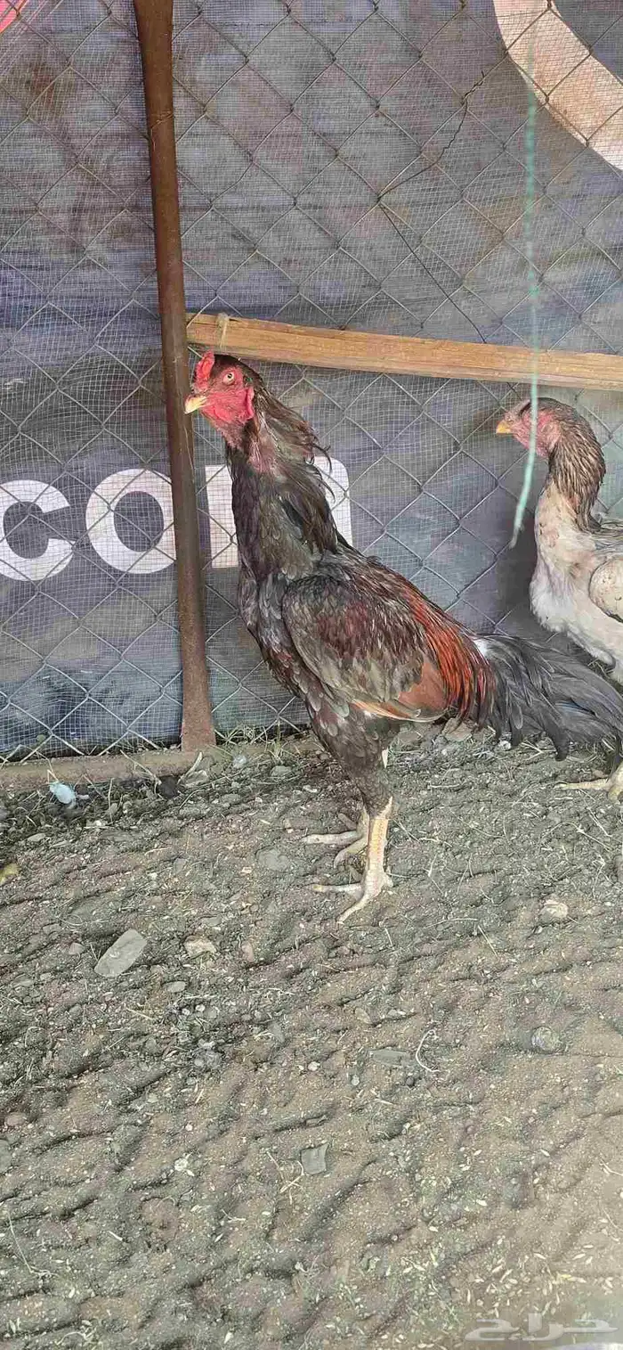 دجاج باكستاني 4