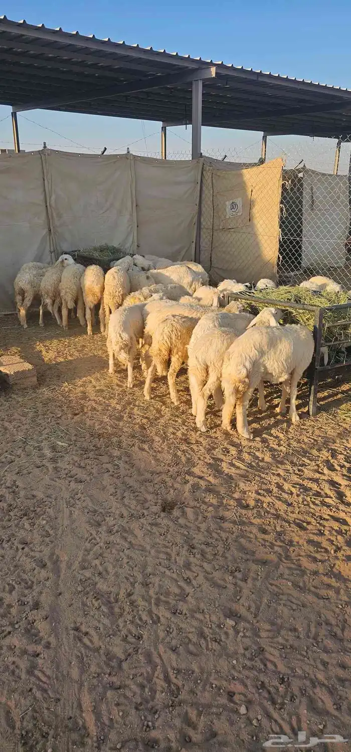 بهم رخال حريات عددها حدود 20 4