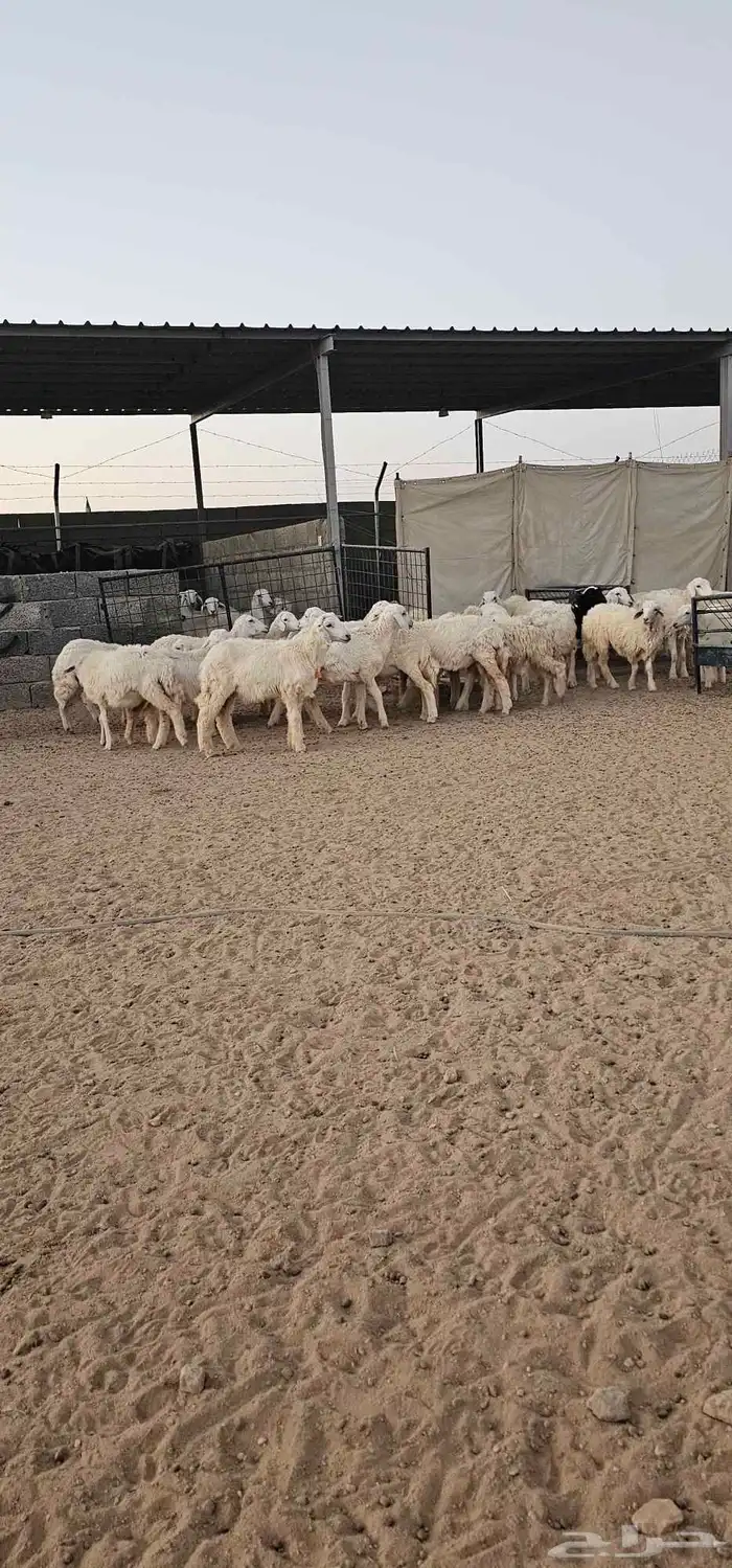 بهم رخال حريات عددها حدود 20 6