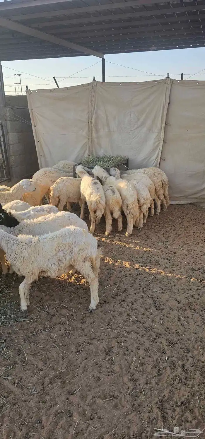 بهم رخال حريات عددها حدود 20 5