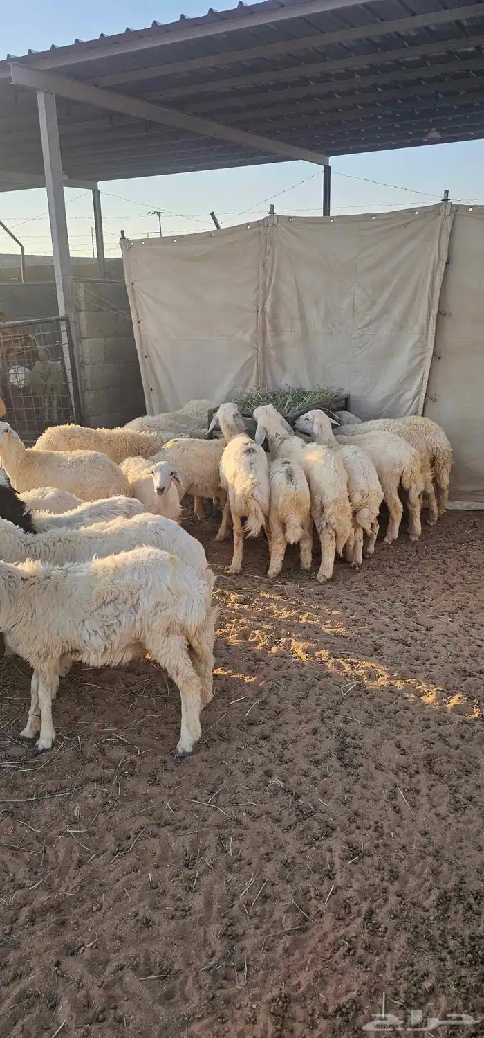 بهم رخال حريات عددها حدود 20 1