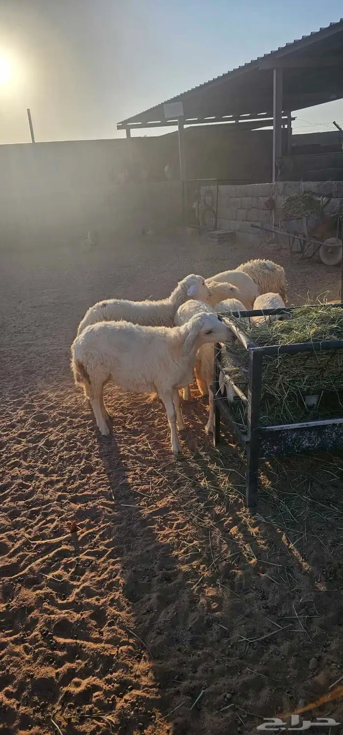 بهم رخال حريات عددها حدود 20 0