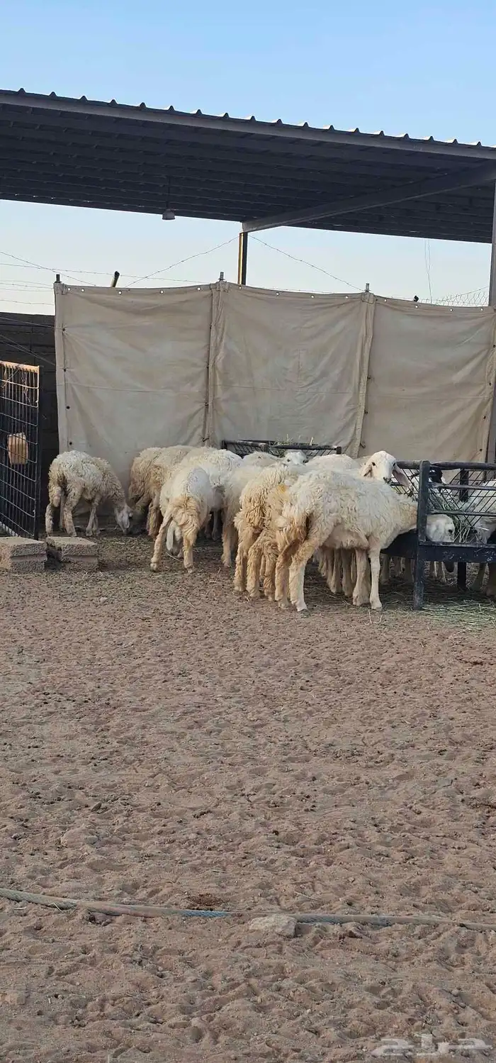 بهم رخال حريات عددها حدود 20 2