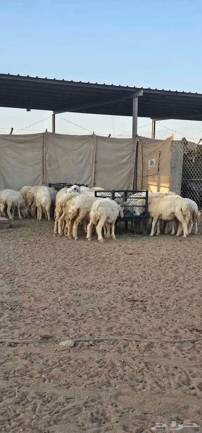 بهم رخال حريات عددها حدود 20 8