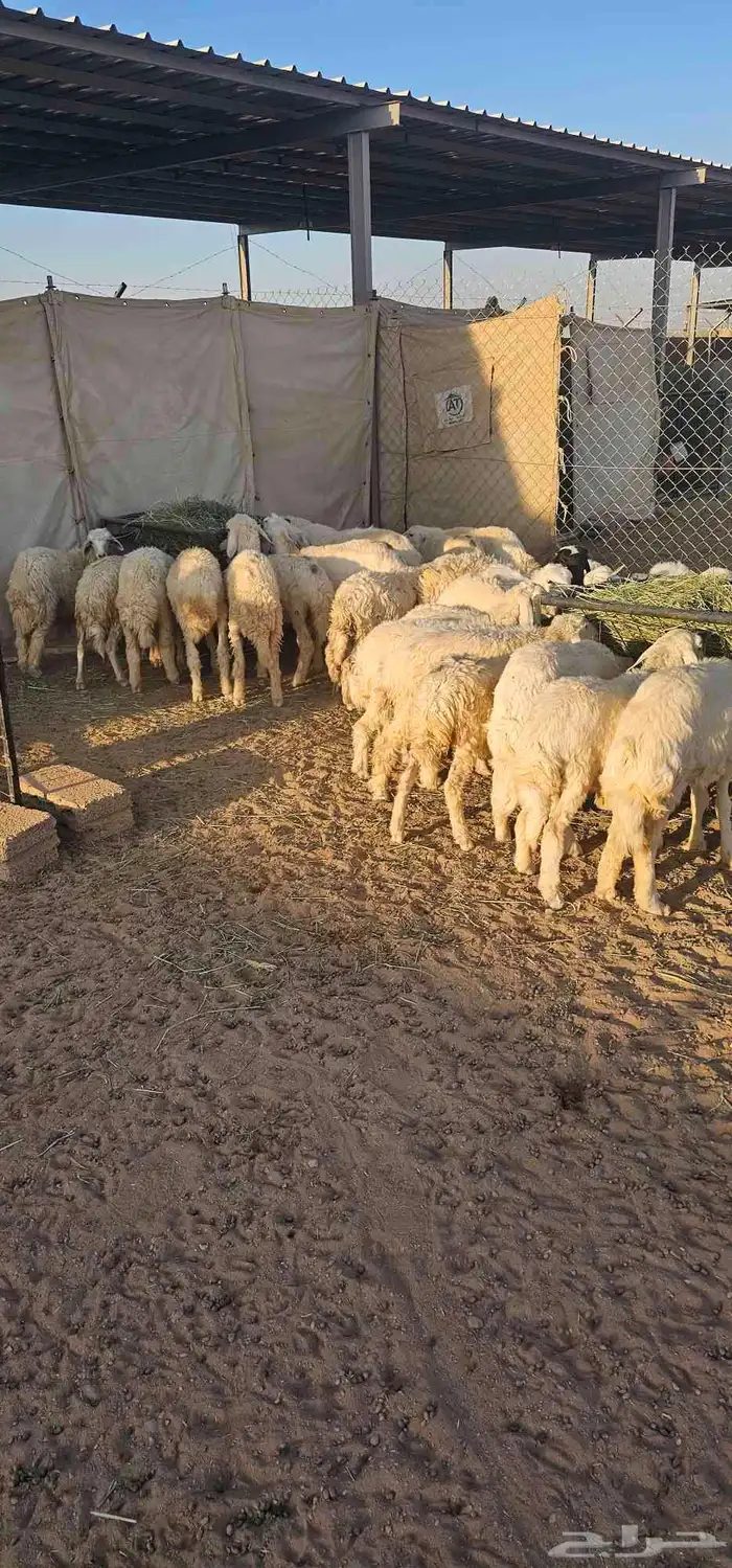 بهم رخال حريات عددها حدود 20 3