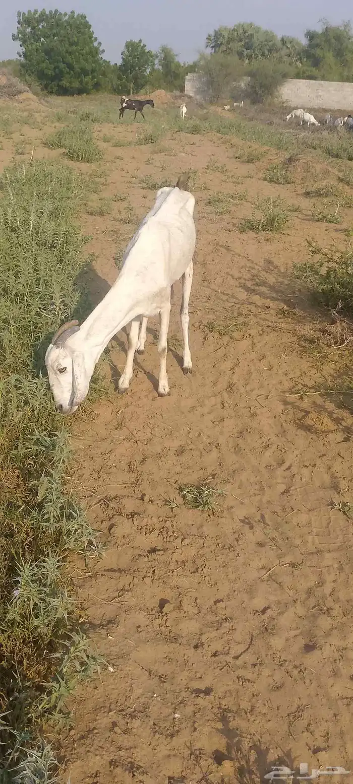 ماعز للبيع العدد 2 5