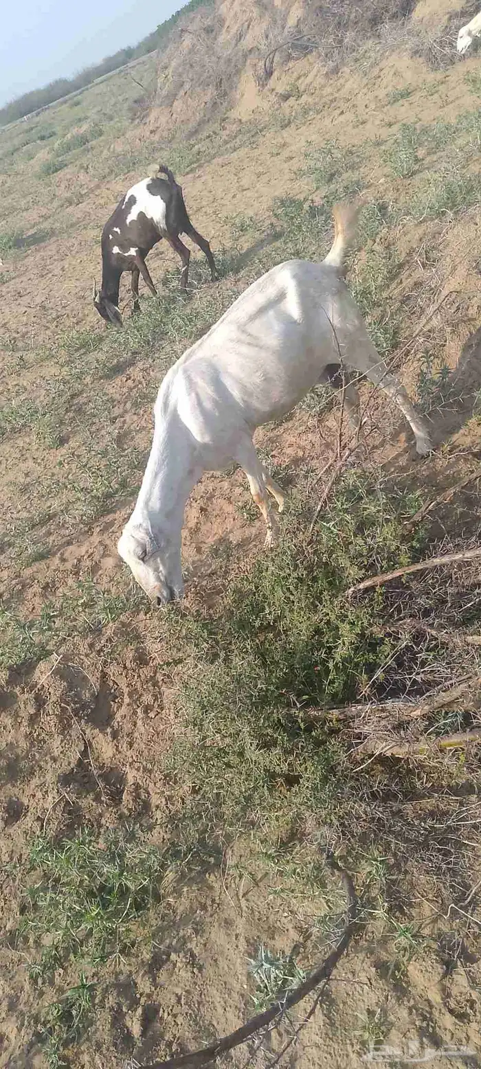 ماعز للبيع العدد 2 0