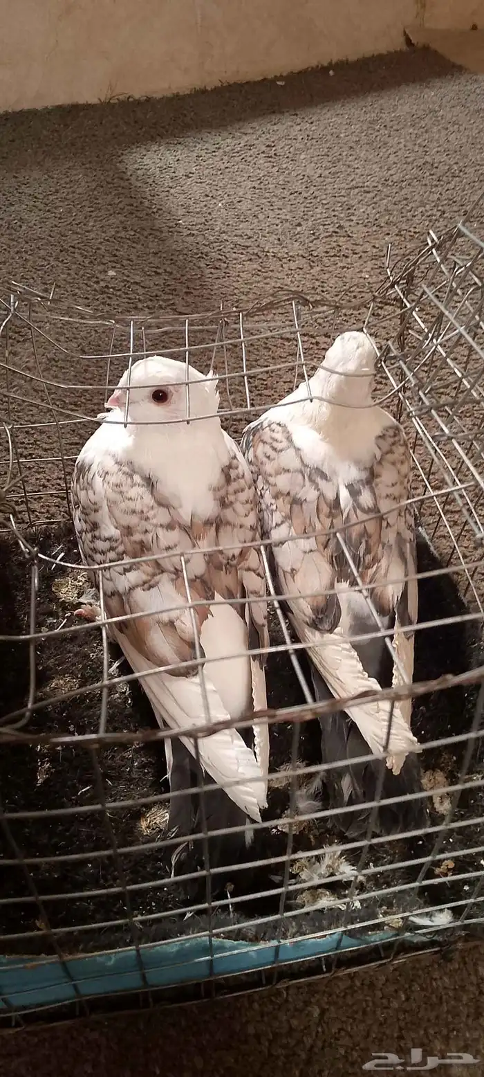 زوج حمام حب رمان ماشاءالله تبارك الله 1