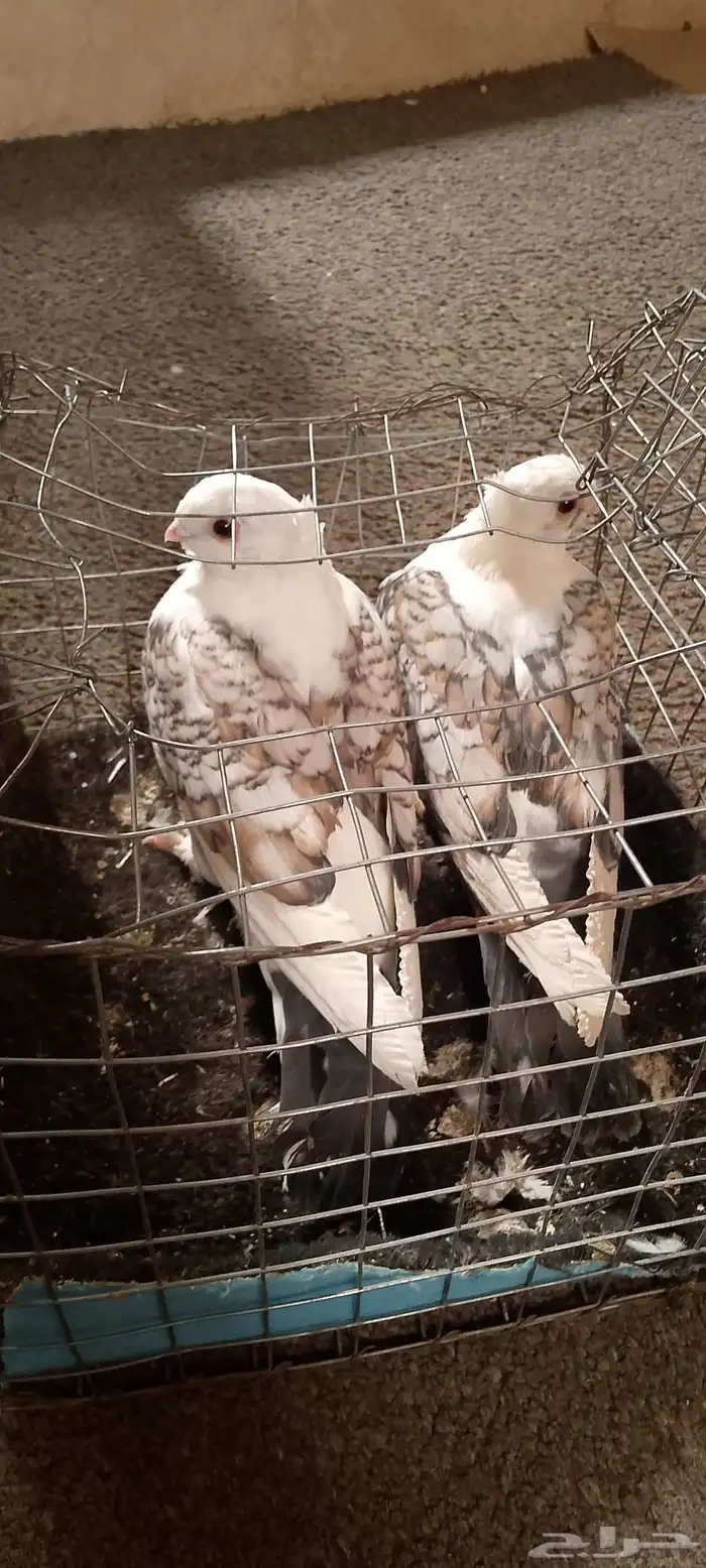 زوج حمام حب رمان ماشاءالله تبارك الله 2