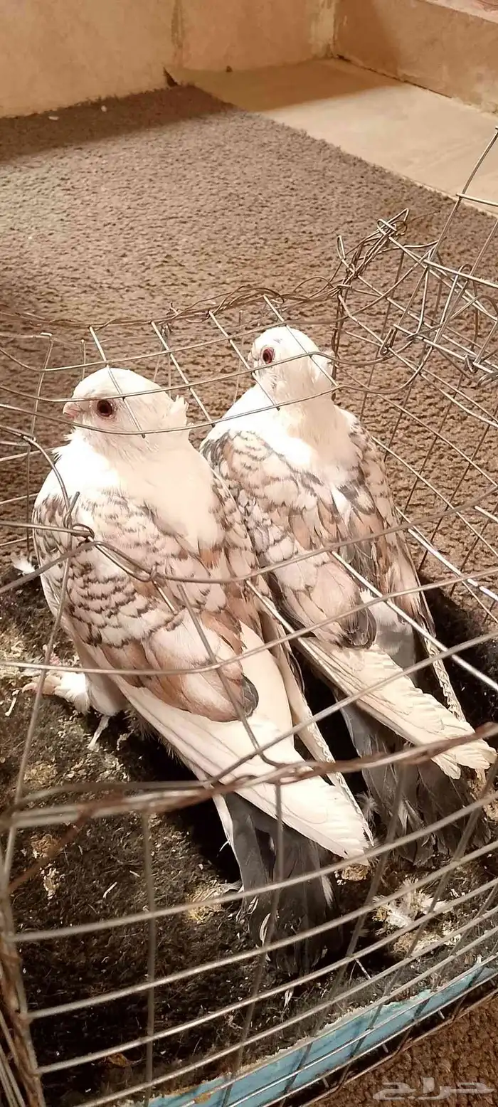 زوج حمام حب رمان ماشاءالله تبارك الله 3