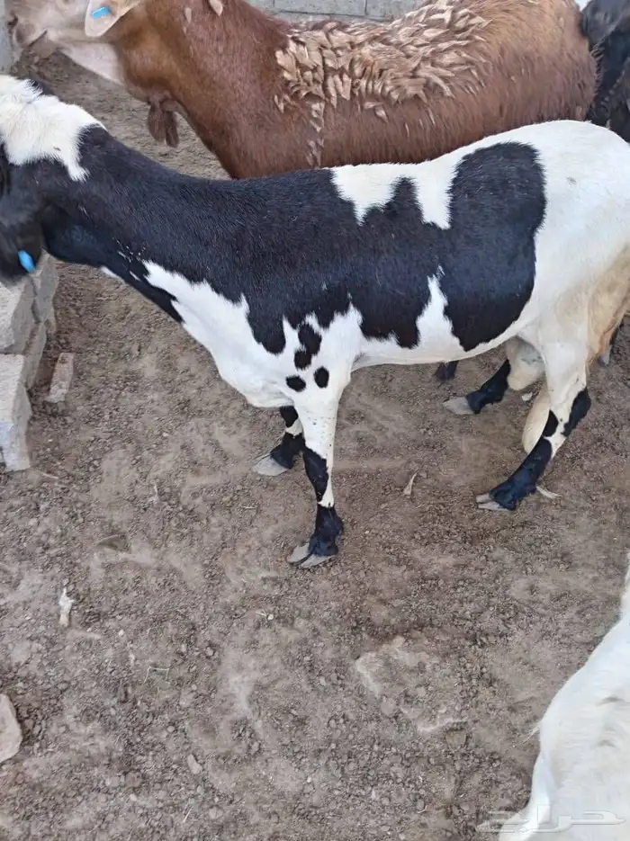 غنم سواكني 0