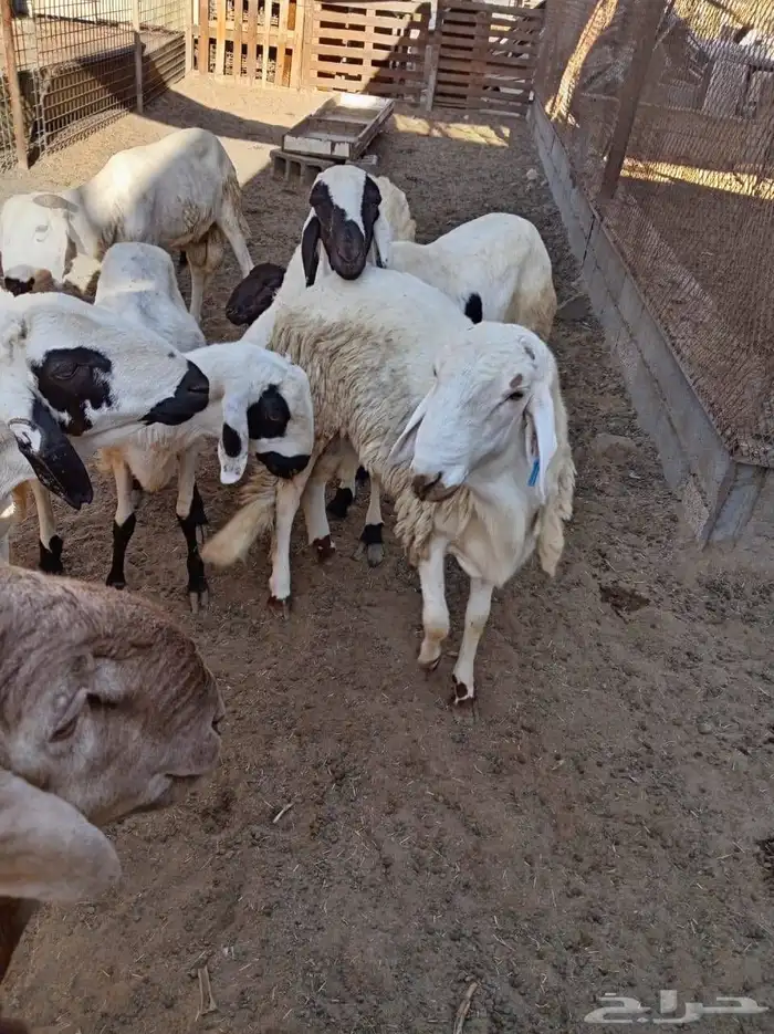 غنم سواكني 9