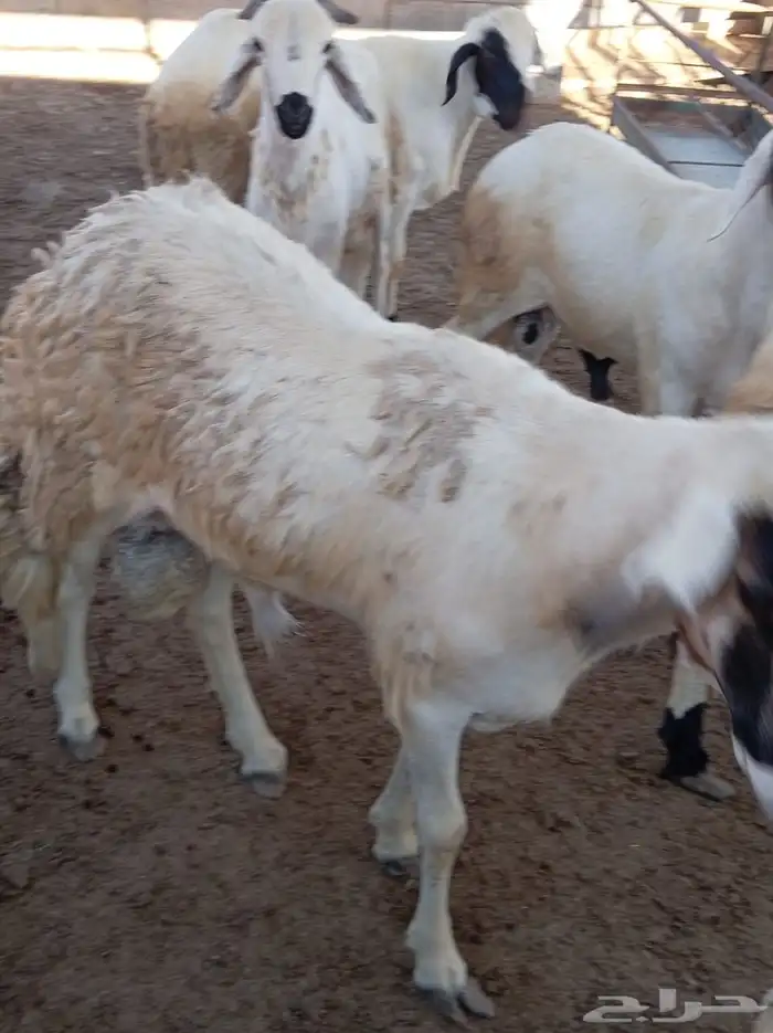 غنم سواكني 7