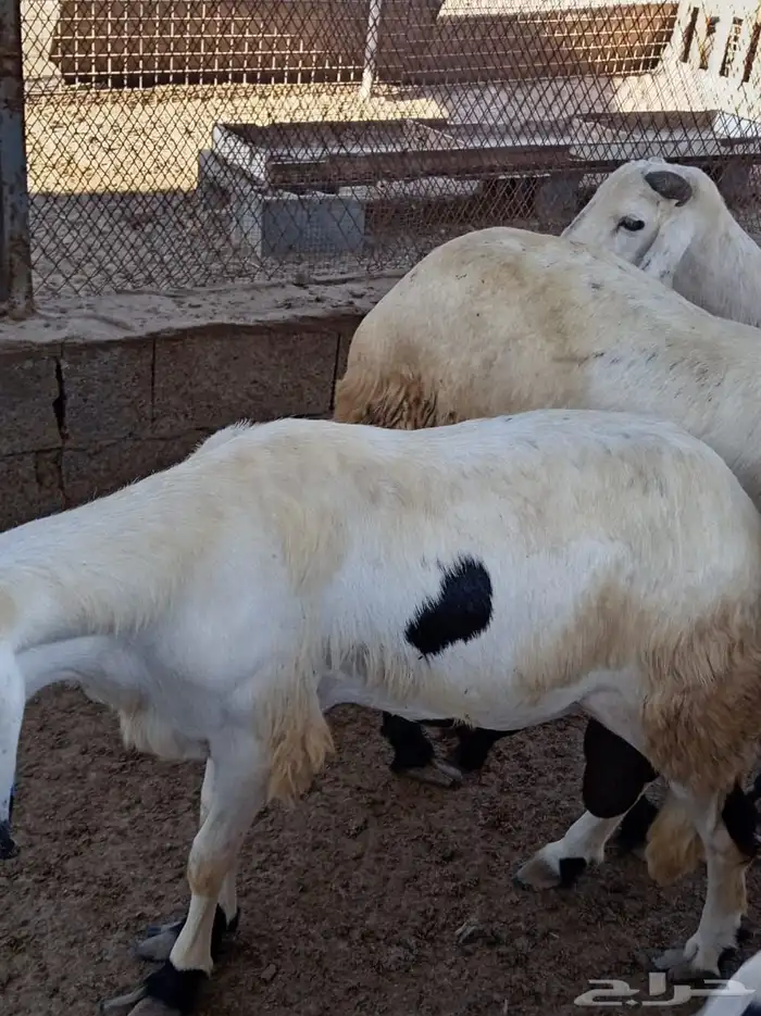 غنم سواكني 6