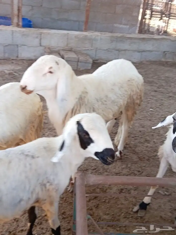 غنم سواكني 4