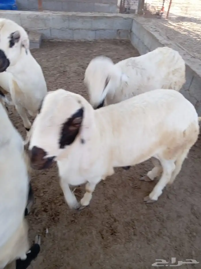 غنم سواكني 1