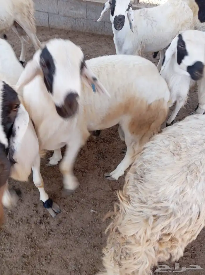 غنم سواكني 2