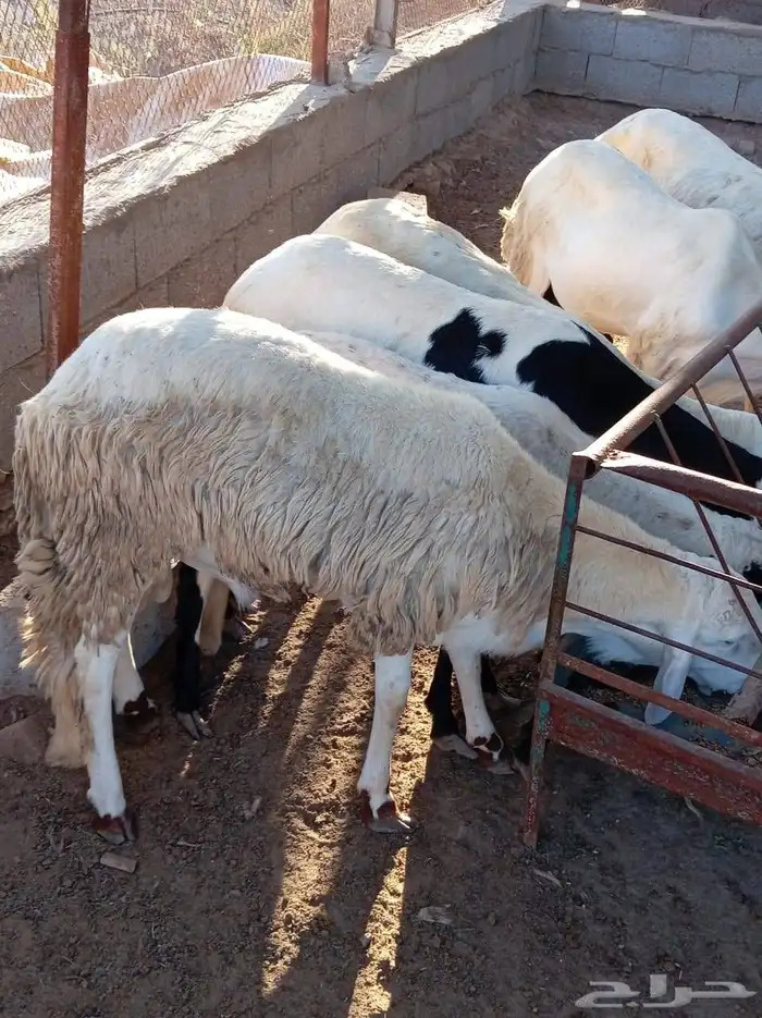 غنم سواكني 3