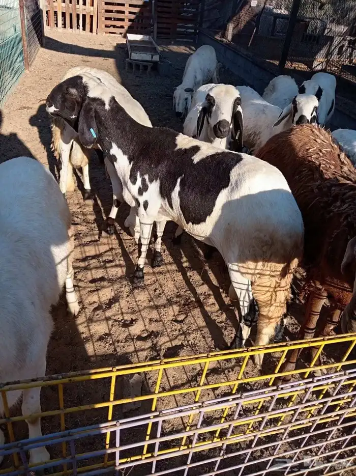 غنم سواكني 8