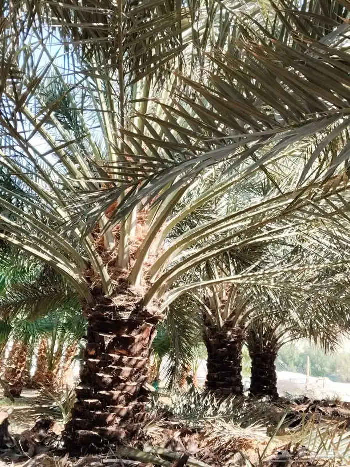 يوجد لدينا نخل عربي والواشنطني للبيع للتواصل ج 5