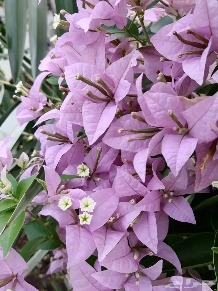 جميع انواع والوان الجهنمية متوفرة لدى حدائق جنة البدر للجملة 0