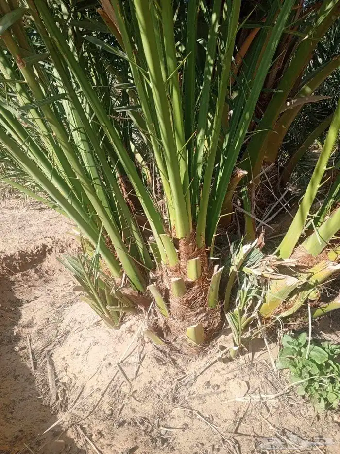 يوجد لدي نخل انواع طيبه صقعي ومجدوله وسكري وسلطانه وهلالي بر 1