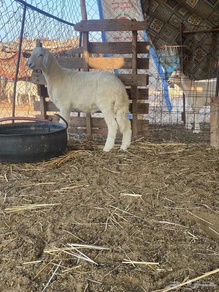 مشروع فحل حري 1