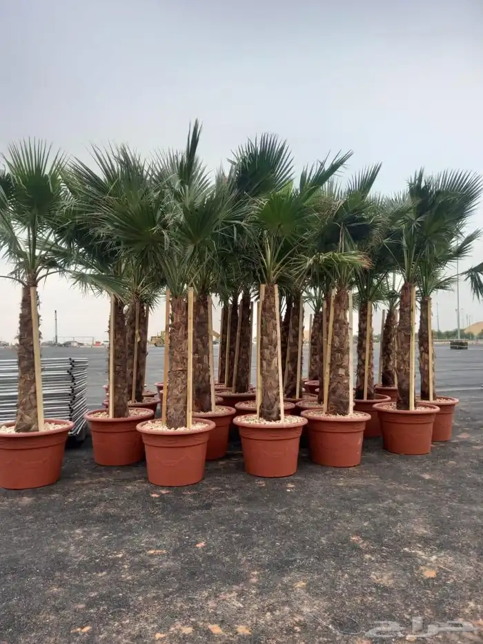 توريد نخيل ملوكي والعربي والواشنطني 9