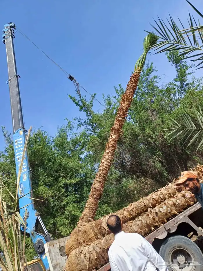 زراعه نخيل عربي واشنطني 6