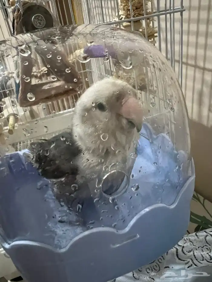 مروش طيور جديد بانيو طيور ( متوفر تمارا و تابي ) 1