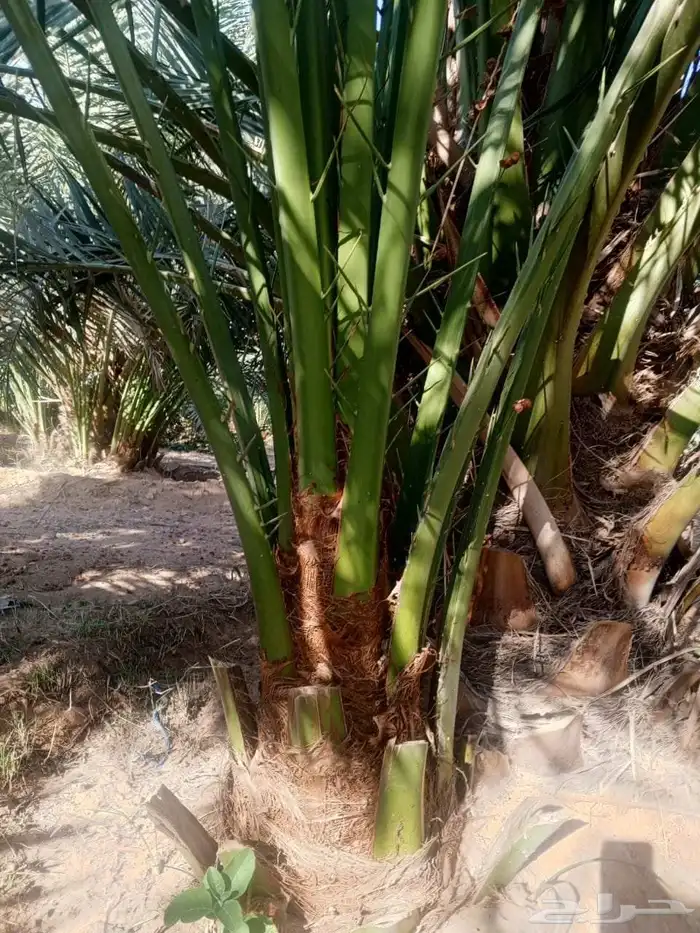 يوجد لدي نخل انواع طيبه صقعي ومجدوله وسكري وسلطانه وهلالي بر 0