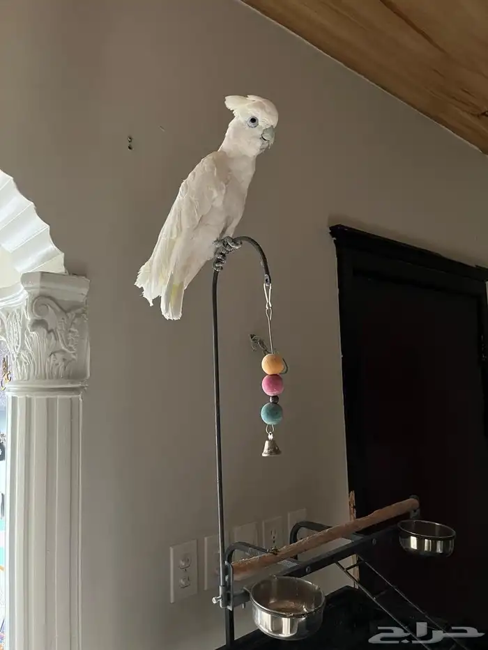 للبيع طير كوكاتو 0