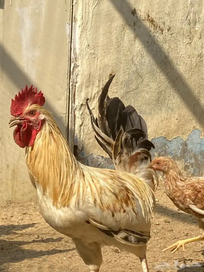 ديوك بلدي فاخر تراث 4