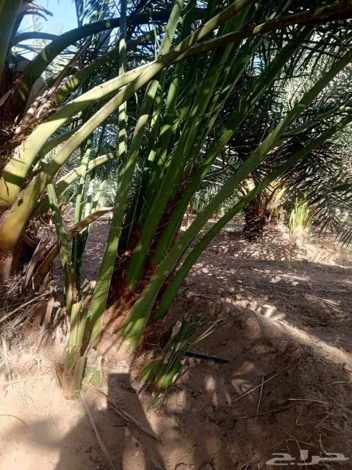 يوجد لدي نخل انواع طيبه صقعي ومجدوله وسكري وسلطانه وهلالي بر 2