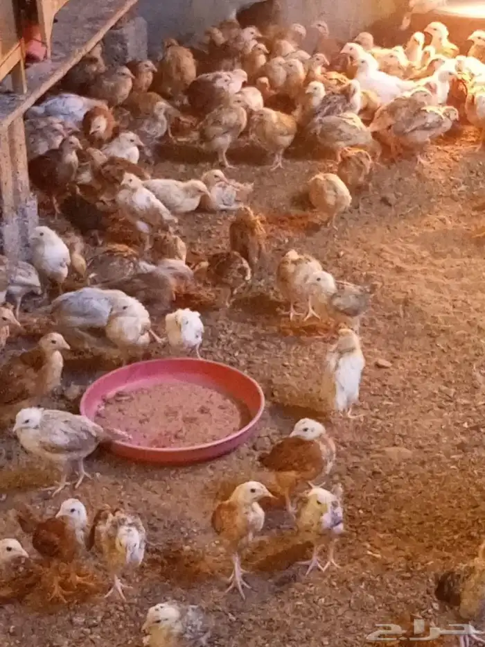 صوص دجاج بلدي هجين تركي العمر شهر 0