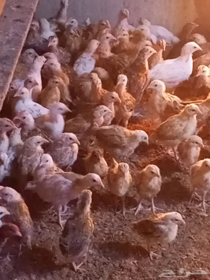 صوص دجاج بلدي هجين تركي العمر شهر 1