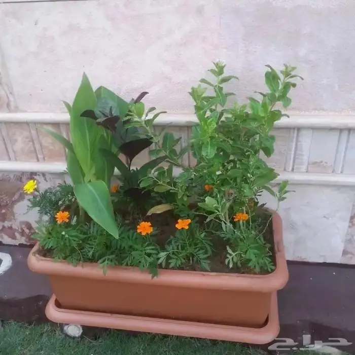 تصميم وتنسيق الحدائق بالاحساء 9