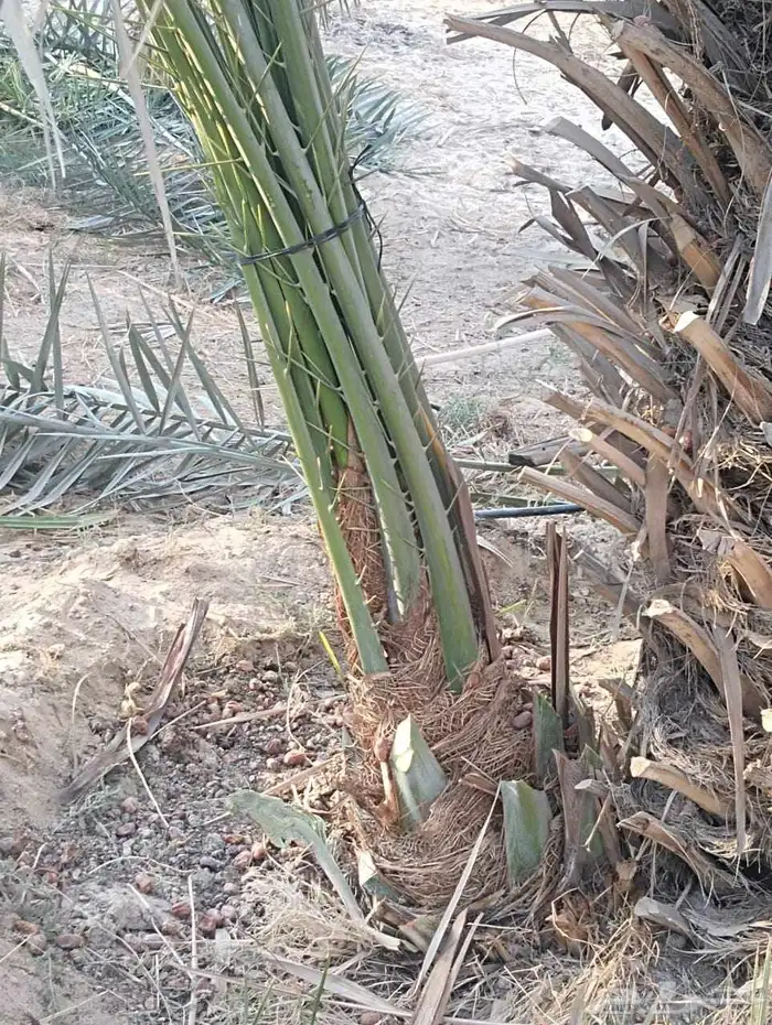 زراعه نخيل عربي واشنطني 3