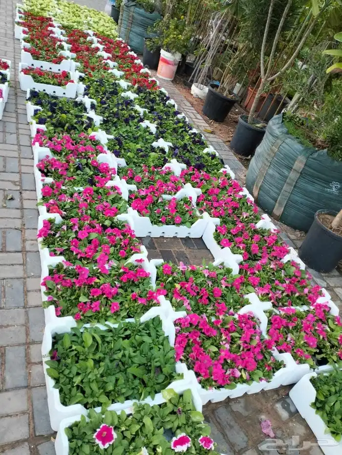 تصميم وتنسيق الحدائق بالاحساء 6