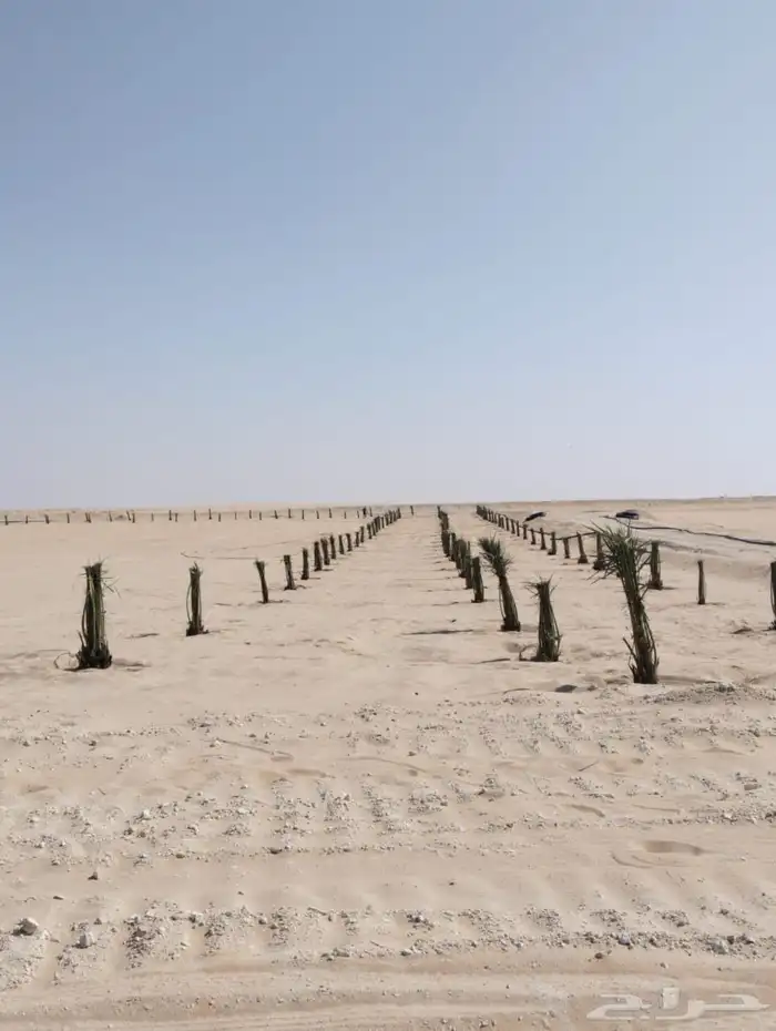 زراعه نخيل عربي واشنطني 2