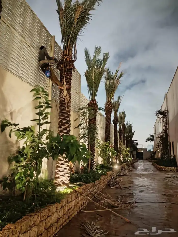 توريد نخيل ملوكي والعربي والواشنطني 6