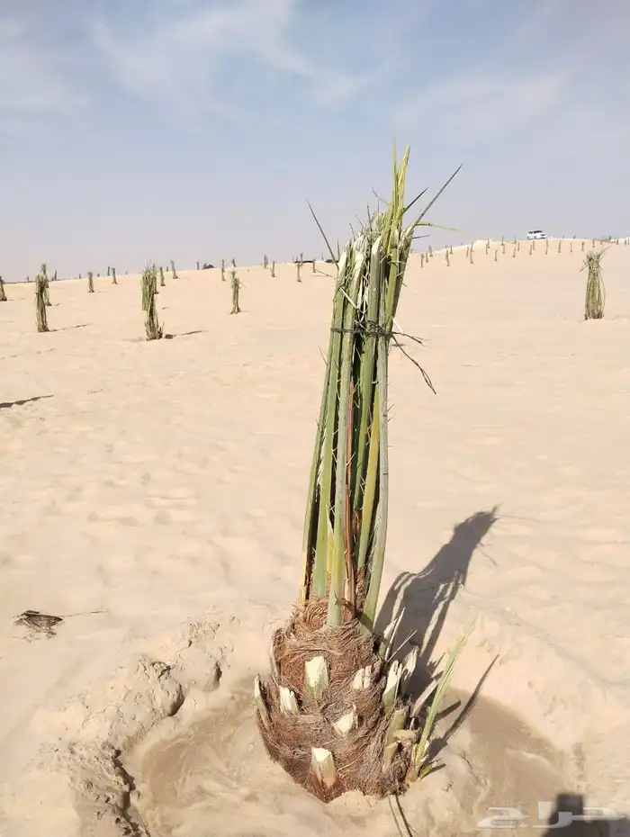 زراعه نخيل عربي واشنطني 0