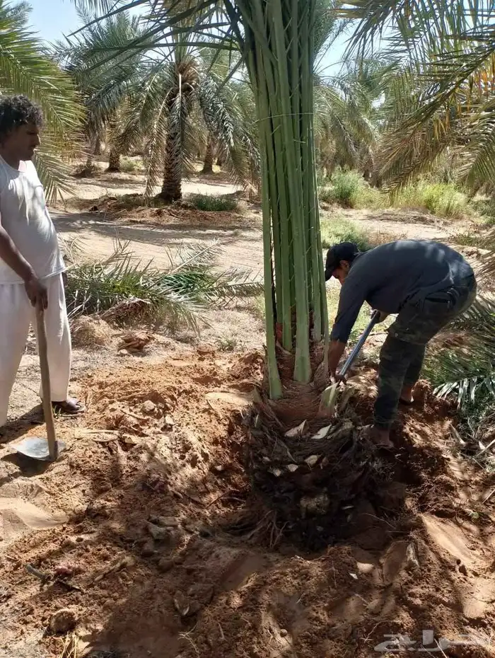 نخل عربي 7
